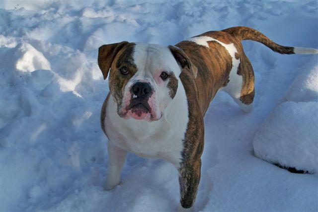 Energybull's Baxter